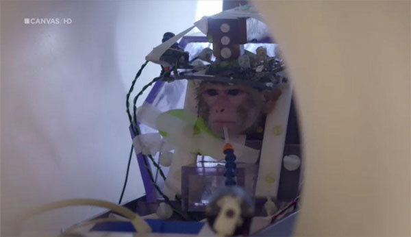 猴子满身插管被送入核磁共振扫描仪。