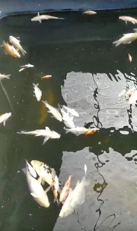锦鲤鱼死在池中。（受访者提供）