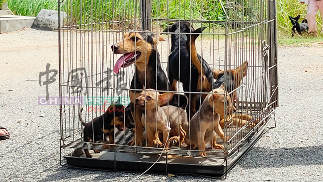 周一获救的狗儿中，包括3只小狗。