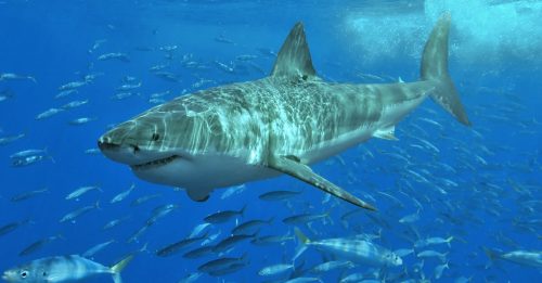 鲨鱼体内有疫苗所需成分 为救人类 或50万条被杀