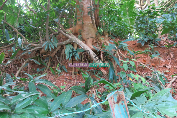 山坡上可发现一些断裂树枝，一些树木的树根更暴露在外，让居民担心其稳固性。