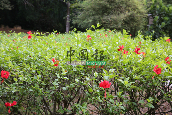 千花园内一些角落偶尔有大红花国花让人欣赏。