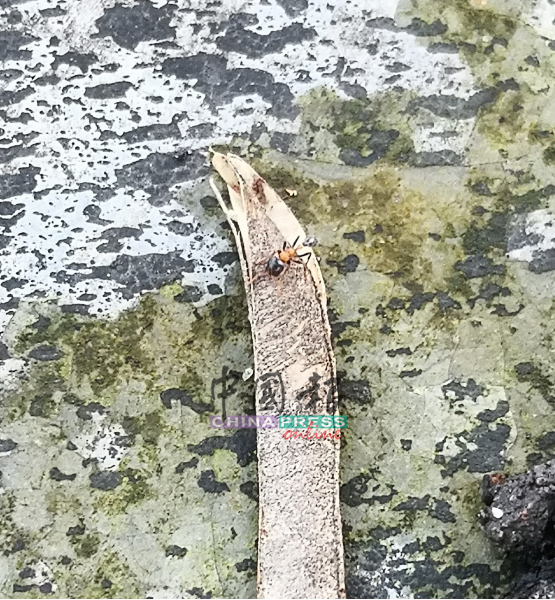 隐翅虫大量出现在黄金海岸花园，一旦被咬伤，要1个星期伤口才会痊愈。