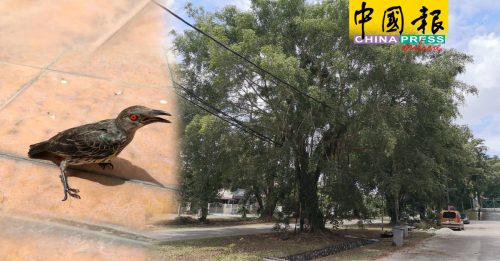 鸟群汇聚大树  脏吵 居民担忧引发卫生问题