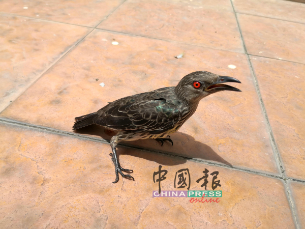 疑似患病的亚洲辉椋鸟落在当地居民住家范围。
