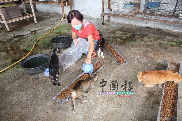 甲防虐动物协会每日在约350只猫狗粮食上的开销达数百令吉，只为别让猫狗挨饿。