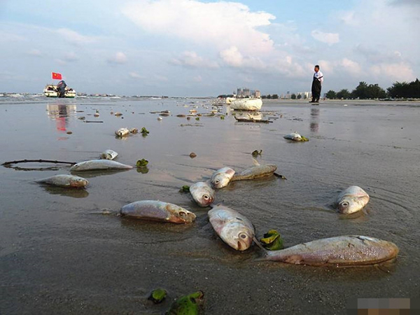 广西北海银滩现4公里死鱼。