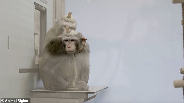 猴子任由研究员摆布实验，毫无反抗之力。