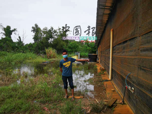 杨朝福眼见蘑菇培殖场遭污水包围，百般无奈。