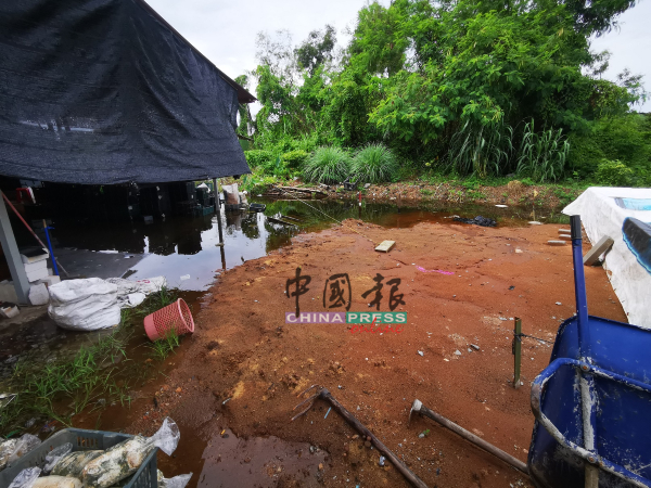 杨朝福以橡胶木屑填高上地势低的部分，避免沟水流入培殖场。
