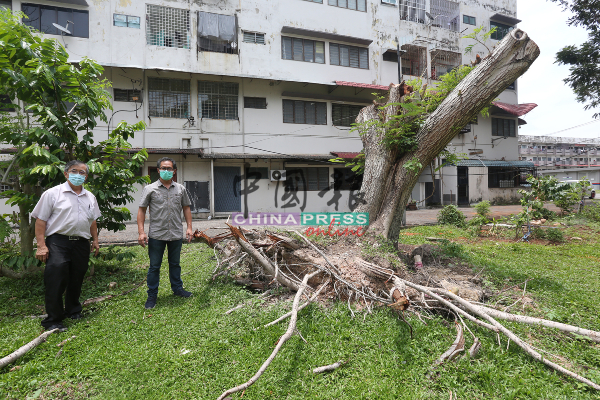 刘志良（右）在陈劲源陪同下，视察被推起摆回原位的大树，前者担心已连根拔起的大树随时会倒塌，威胁附近公众的安全。