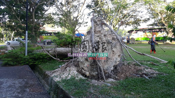 大树是在8月11日风灾连根拔起倒塌，已无法生存，无奈至今仍未被清理。