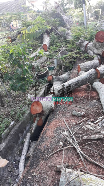 刘志良谴责市政厅工作人员将锯断的树干丢弃在沟渠，造成沟渠阻塞。