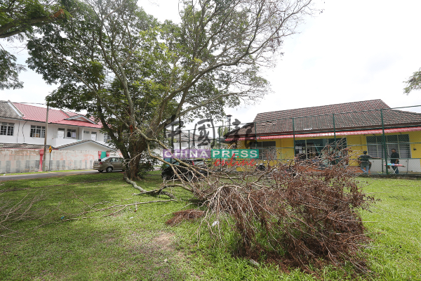 风灾迄今已超过一个月，断裂的树枝仍未被清理，刘志良深感失望。