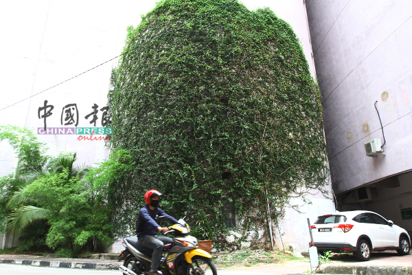 Ocean商场建筑物一面墙布满爬藤植物，蔚为壮观。