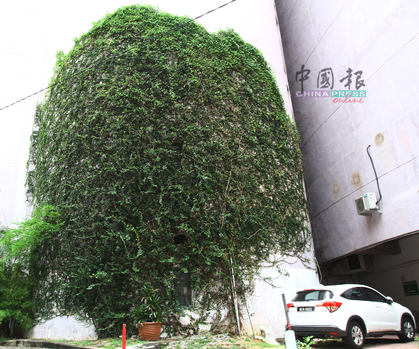 自然生长的爬藤植物有近4楼高，约20公尺宽，面积巨大。