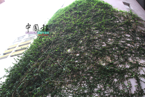 爬藤植物以附壁式向上生长。