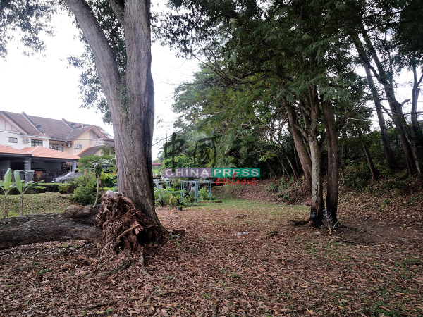 峇株安南佳迪花园5路草场多棵茂盛大树，都有被焚烧的痕迹。