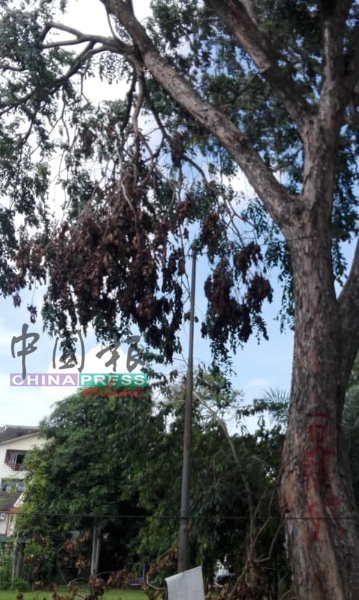 附近被刮倒大树的枝叶悬挂在树上摇摇欲坠，随时可能祸从天降，汉都亚再也市议会受促尽快做好善后工作。