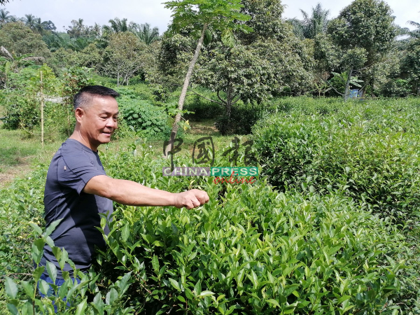由于喜欢家乡“芭溪茶”的茶香，张声锦9年前在家乡马接峇鲁新村种“芭溪茶”，如今已有成果。