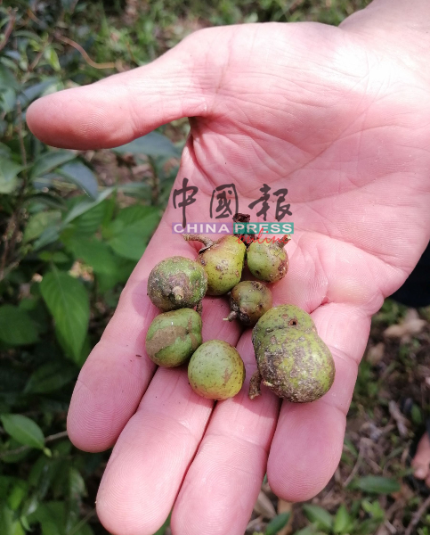 种植茶树，也可通过种子发芽成茶苗。