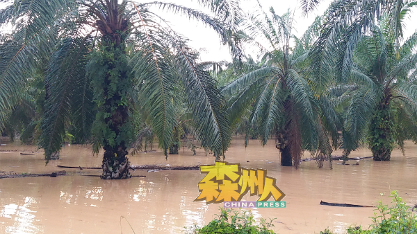 路旁私人油棕园也遭殃。