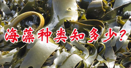 【好食材】海藻 海中蔬菜