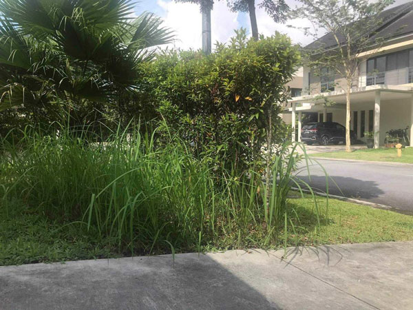 新加坡夫妇位于柔佛州依斯干达布蒂里区的房子多个月无人打理，杂草丛生。