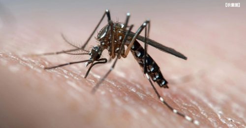 蚊症病例降至37宗 芙蓉县仍居首