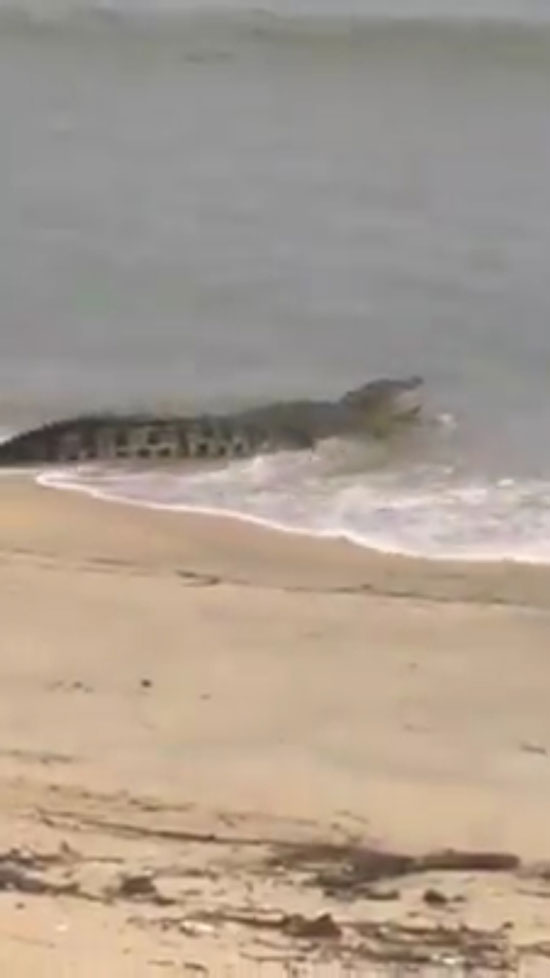 鳄鱼在沙滩上嬉水为乐，吓坏一众居民。