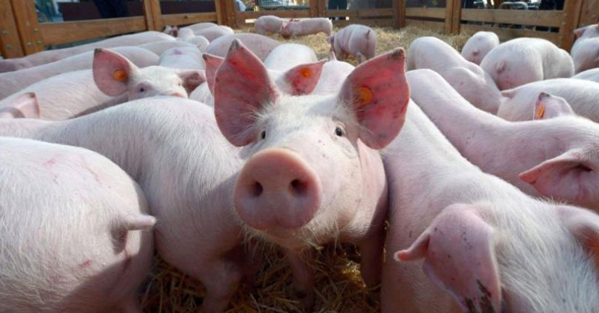 据报导，猪急性腹泻症候群冠状病毒于2016年开始在中国感染猪群。