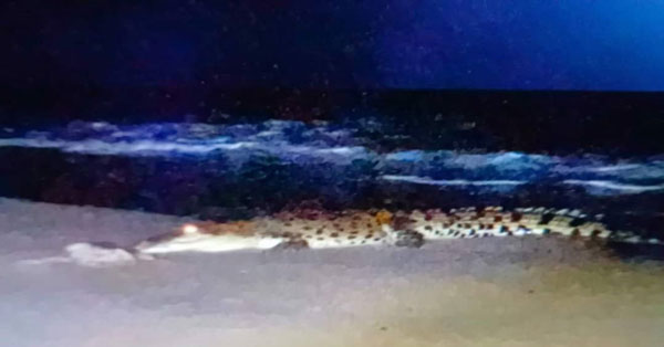 小心！巴西富地士美腊的Pantai Bisikan Bayu有鳄鱼出没。