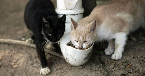 巴西猫岛没游客 猫咪饿到猫吃猫