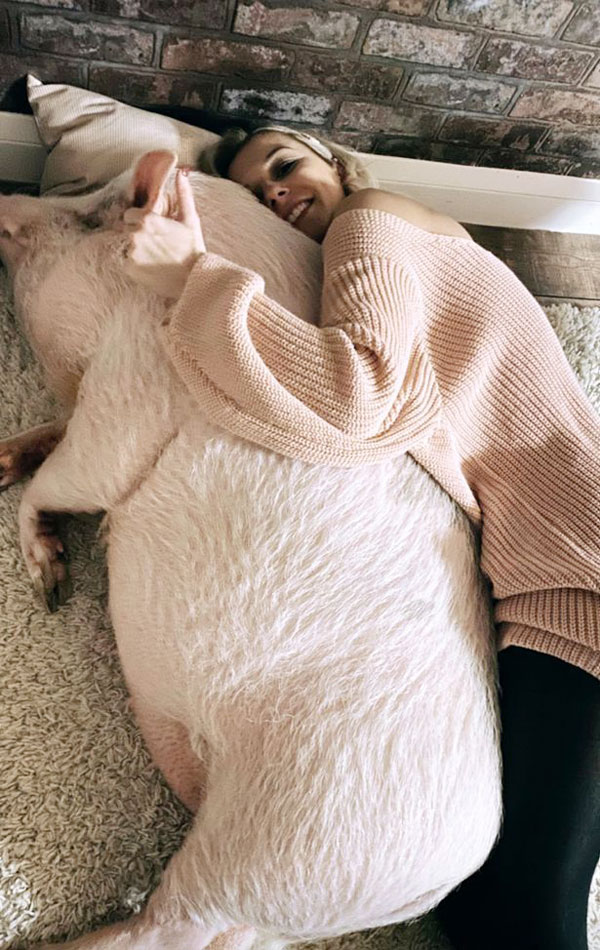 西蒙尼抱着80公斤的猪一起睡觉。