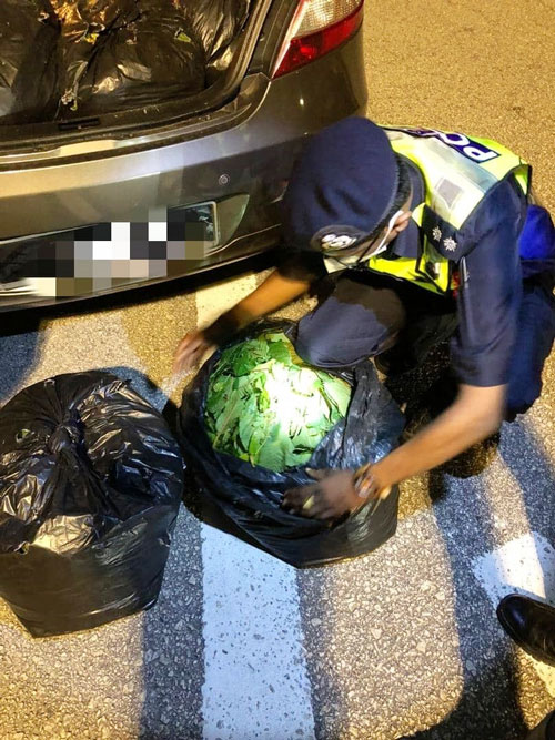警方当场起获11袋，一共重达55公斤的葛冬叶。