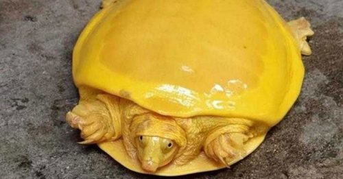 农夫救出“金黄龟”  竟然患有白化症