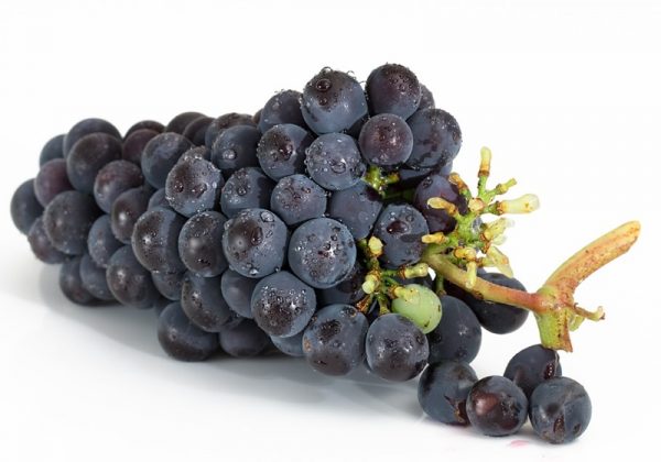 果梗、果蒂与果实紧密连结的葡萄为佳。