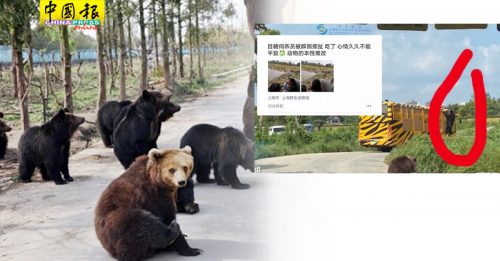野生动物园饲养员   遭熊群分尸惨死
