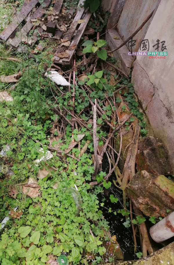 树枝及废料堆积在沟渠，阻碍了排水道顺畅。