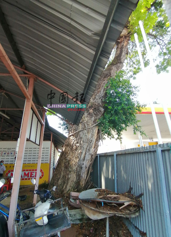 老树生长茂盛，树根破坏沟渠结构及锌片屋顶，希望当局可以修剪。