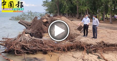 【今日马六甲头条】海蚀更严重  逾20树倒下  公主海滩 变 灾难现场