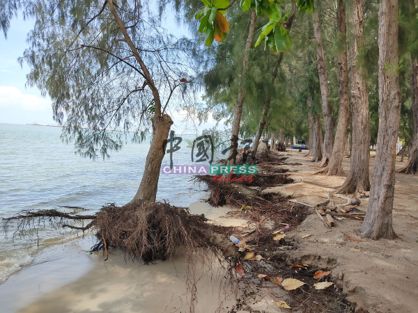 海滩逐渐消失，海滩上的大树也一排一排受侵蚀。