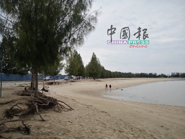 吉里望海滩的海蚀情况日益严重，造成泥土流失，树根外露。
