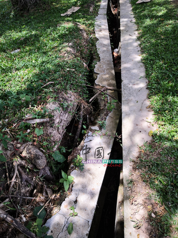 沟渠被树根破坏，造成排水不顺。