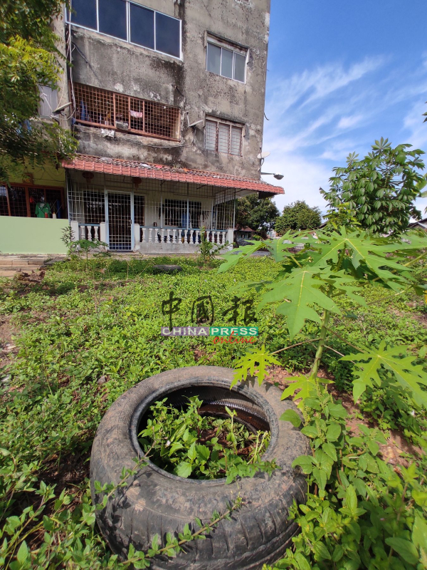 居民用来种植的轮胎，被发现积水生蚊。