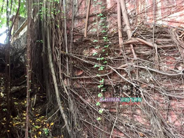 墙面长满树根，这些树根可能会穿透墙面，导致墙壁裂。