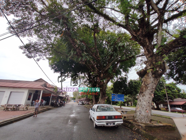 新村开埠时就种下的大树，因多年未修剪，威胁民众及公路使用者的安全。