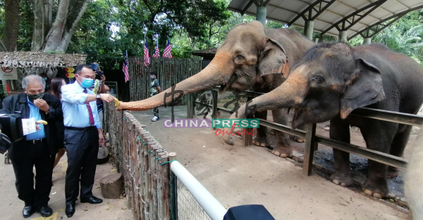 嘉马鲁丁（左起）及沙丹奥斯曼，为大象喂食。