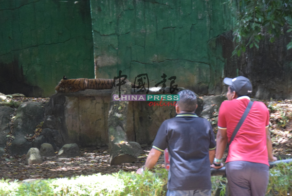 马六甲动物园受到疫情影响，访客锐减至90%。