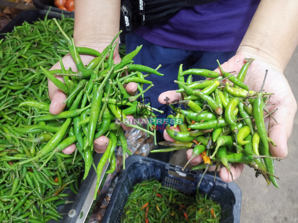 泰国小米椒价格上涨一倍，且品质欠佳；左是精挑细选过的小米椒，右方的品质明显较差。